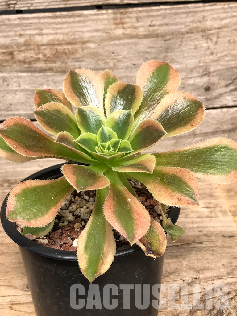 SHPR5090 Aeonium 'Lemon Lime' - 画像 (2)