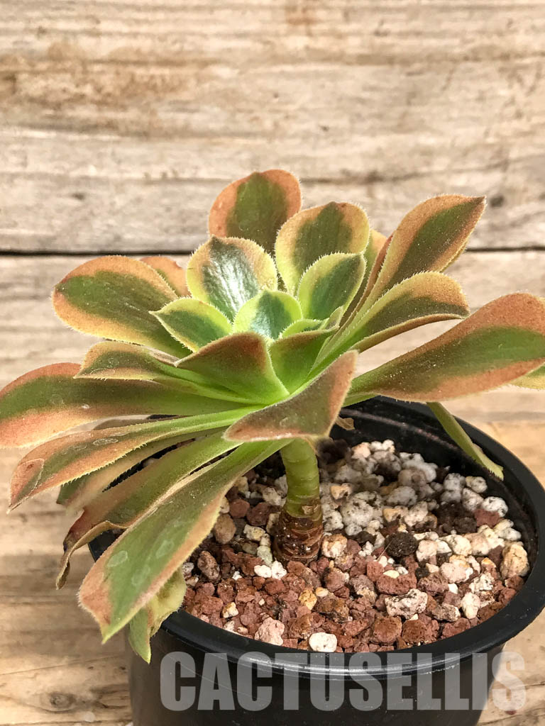 SHPR5090 Aeonium 'Lemon Lime' - 画像 (3)