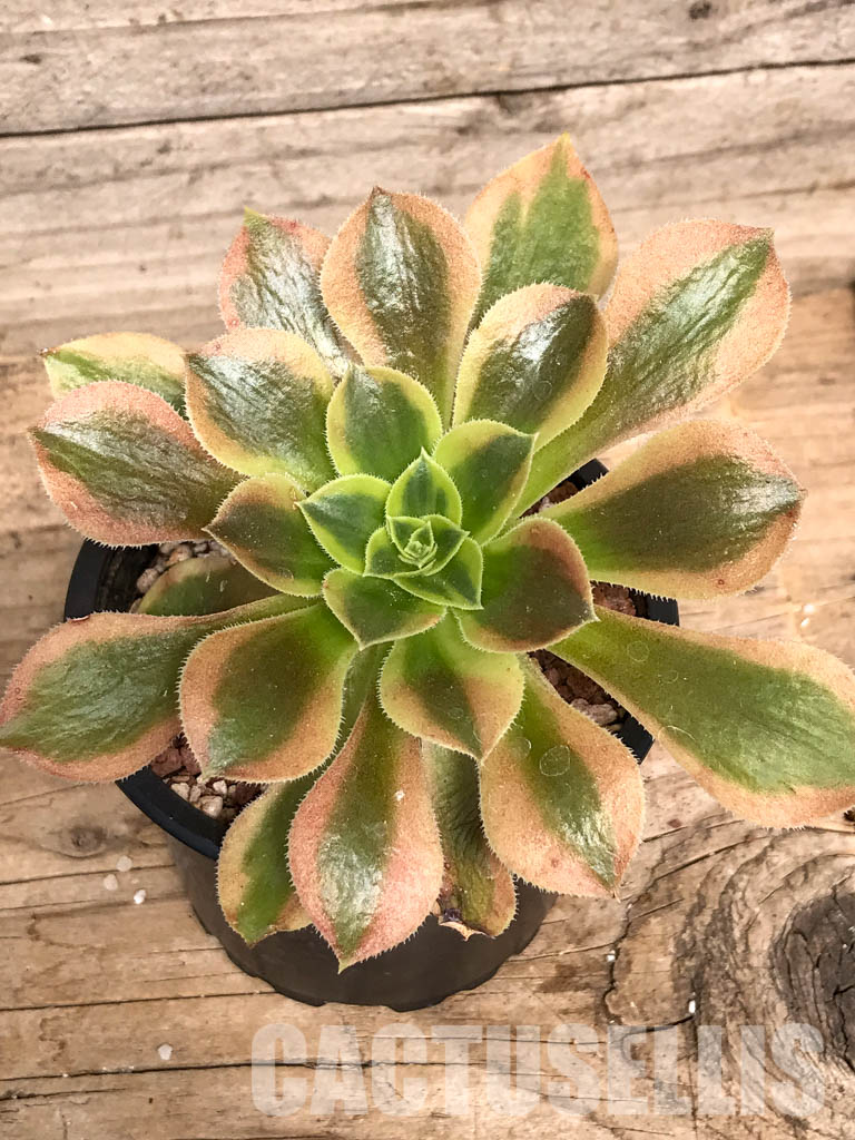 SHPR5090 Aeonium 'Lemon Lime'