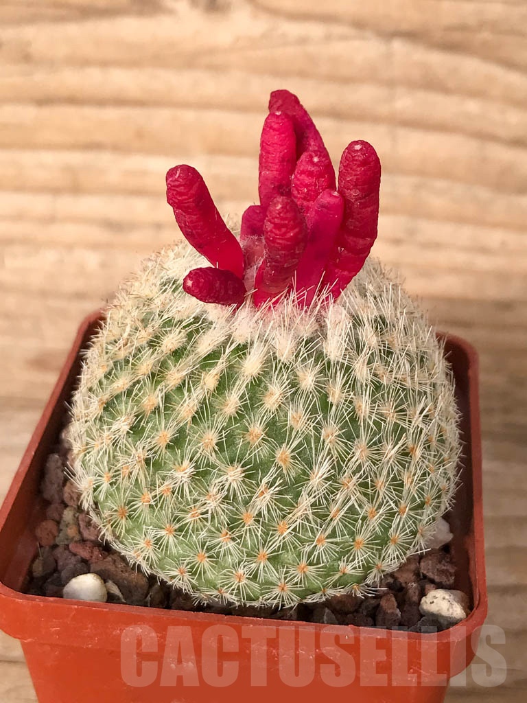 SHPR5121 Epithelantha micromeris SB 1327, near of Belen, Nuevo Leon