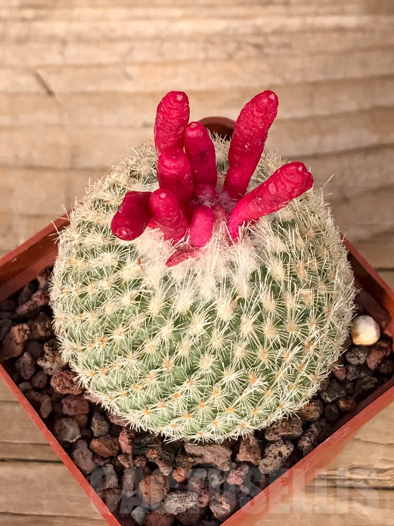 SHPR5121 Epithelantha micromeris SB 1327, near of Belen, Nuevo Leon - Image 3