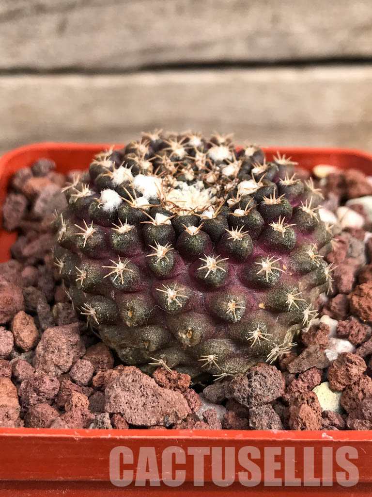 SHPR5129 Thelocephala krausii, North of Caldera, Atacama, to Cifuncho, Antofagasta, Chile - Зображення 2