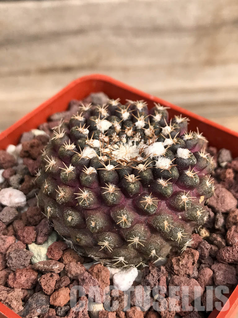 SHPR5129 Thelocephala krausii, North of Caldera, Atacama, to Cifuncho, Antofagasta, Chile - Зображення 3