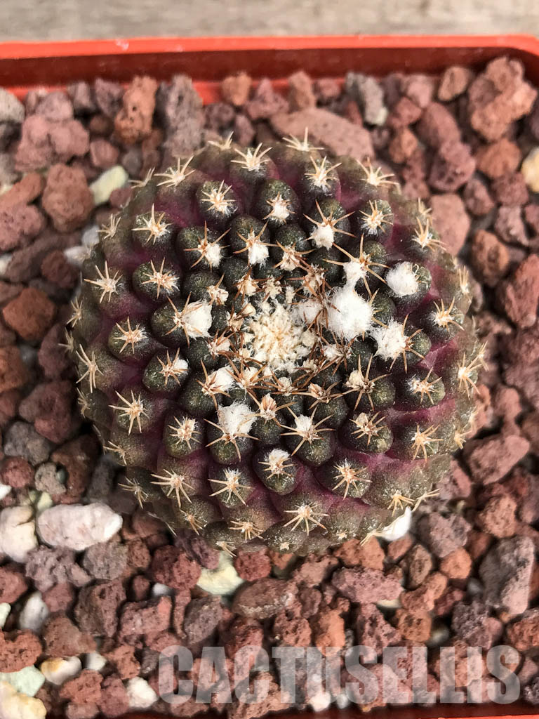 SHPR5129 Thelocephala krausii, North of Caldera, Atacama, to Cifuncho, Antofagasta, Chile