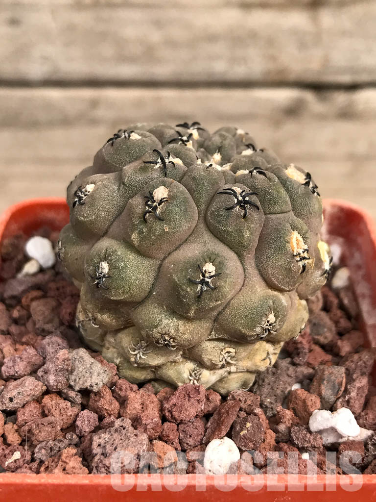 SHPR5134 Thelocephala napina AW 254,Chile, Huasco Mullplatz A 5389 - Image 2