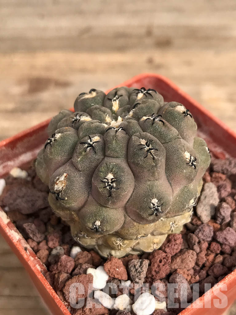 SHPR5134 Thelocephala napina AW 254,Chile, Huasco Mullplatz A 5389 - Image 3