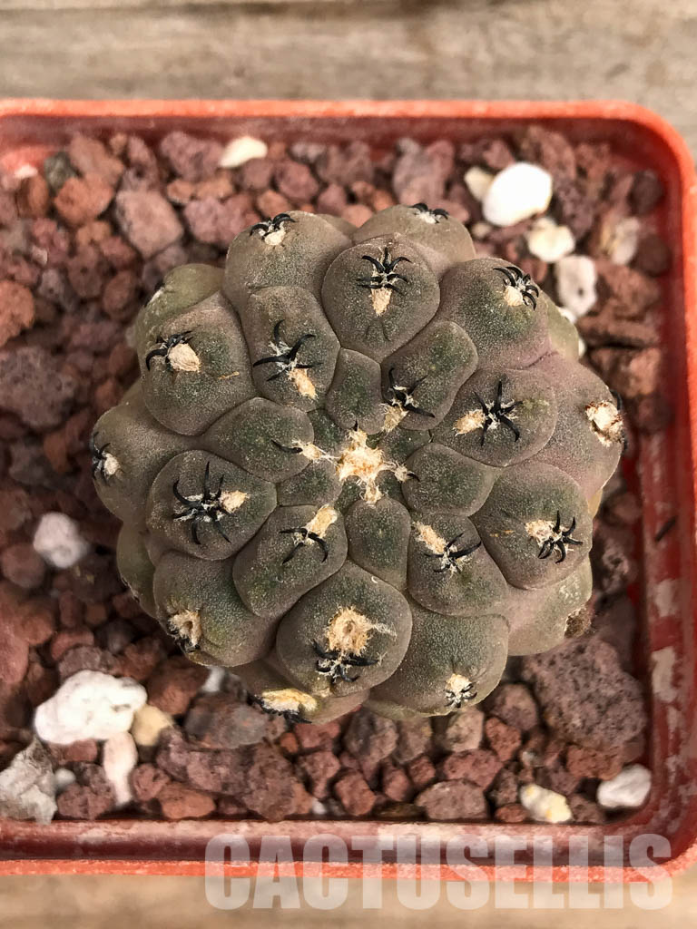 SHPR5134 Thelocephala napina AW 254,Chile, Huasco Mullplatz A 5389