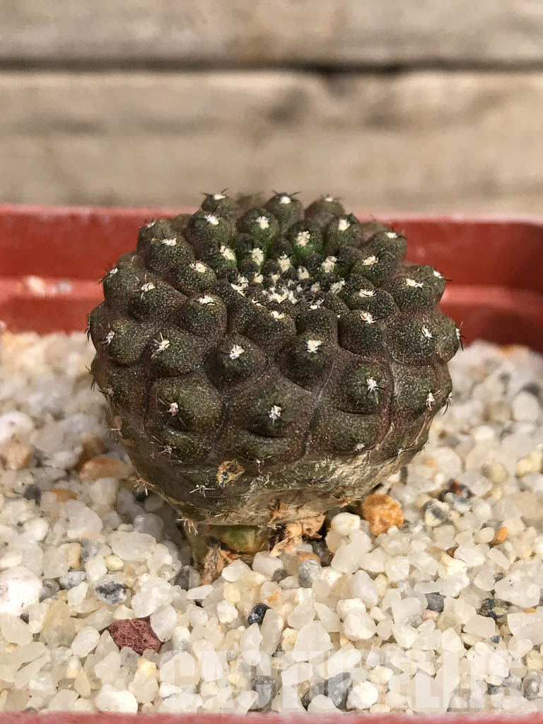 SHPR5135 Thelocephala nuda AW 233, Chile, Qubrada Carrizal - Image 2