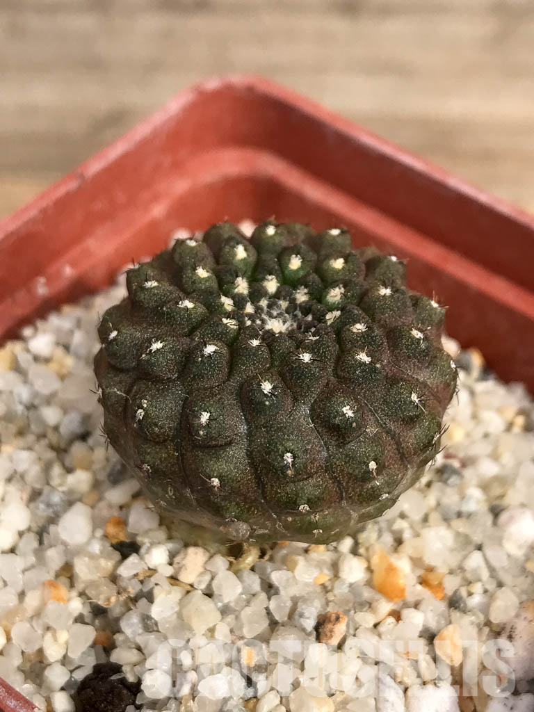 SHPR5135 Thelocephala nuda AW 233, Chile, Qubrada Carrizal - Image 3