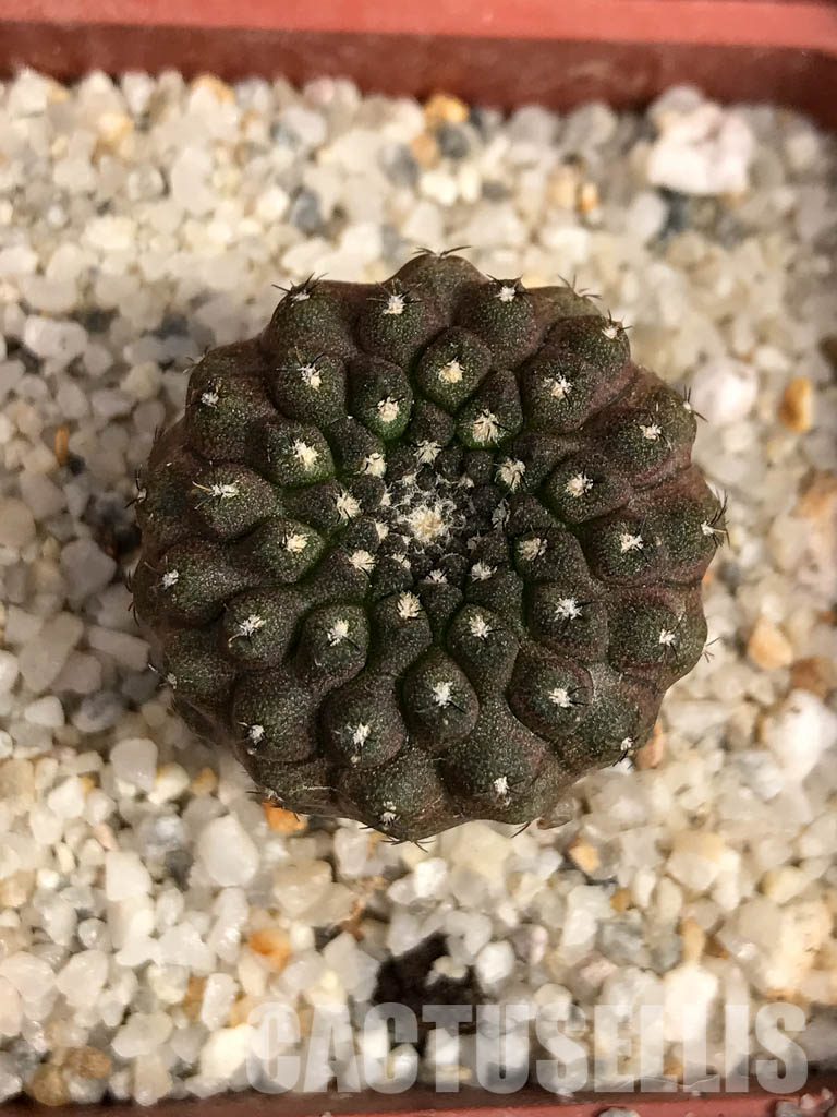 SHPR5135 Thelocephala nuda AW 233, Chile, Qubrada Carrizal