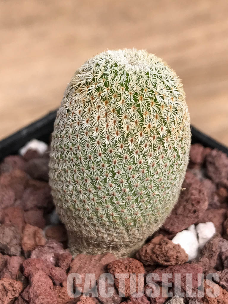 SHPR5141 Epithelantha greggii, Saltillo, Coahuila, Northern Mexico - Image 3