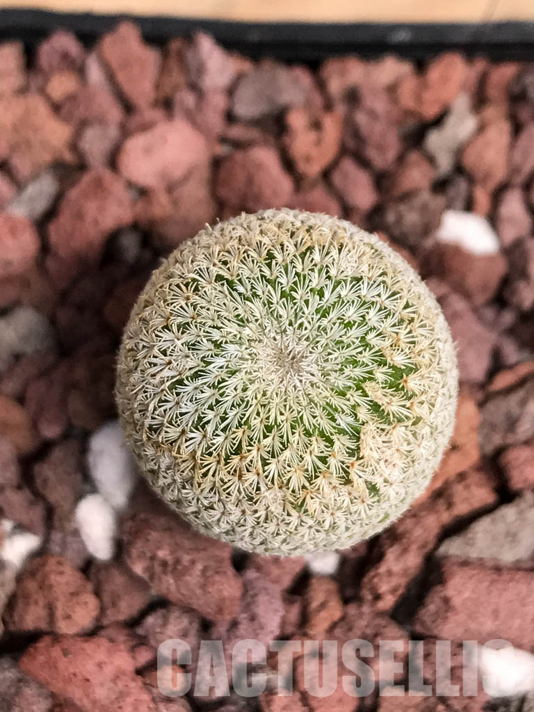 SHPR5141 Epithelantha greggii, Saltillo, Coahuila, Northern Mexico - Image 4