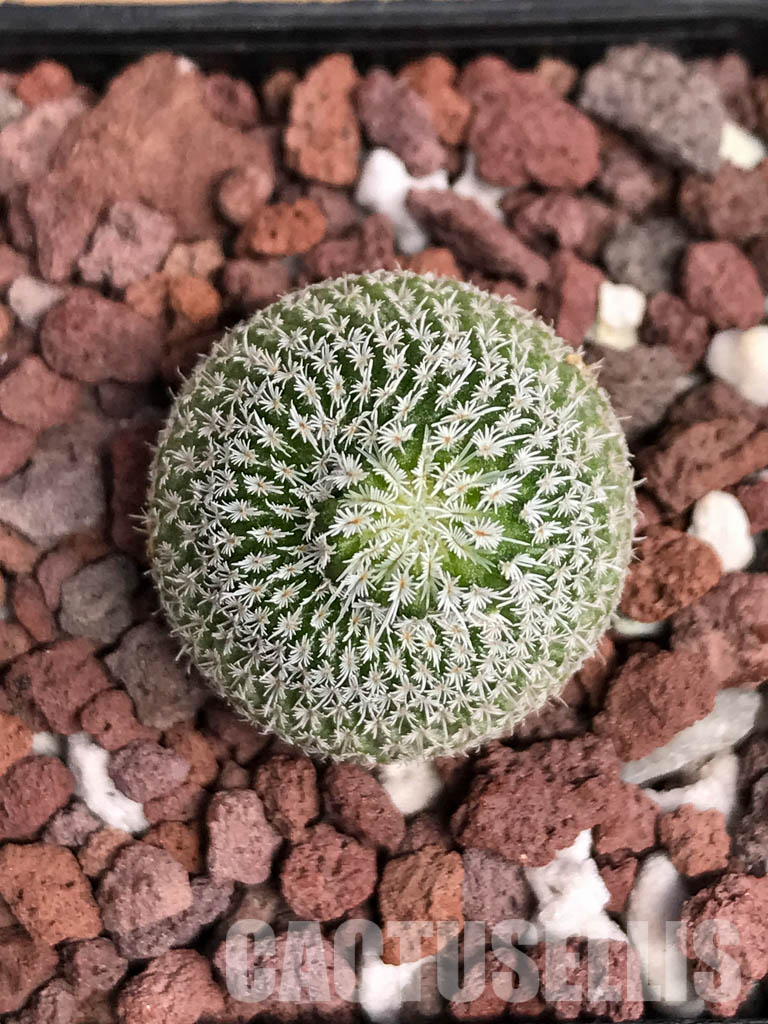 SHPR5141 Epithelantha greggii, Saltillo, Coahuila, Northern Mexico