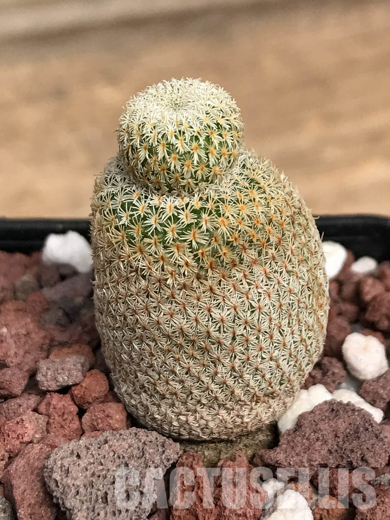 SHPR5141 Epithelantha greggii, Saltillo, Coahuila, Northern Mexico - Image 6