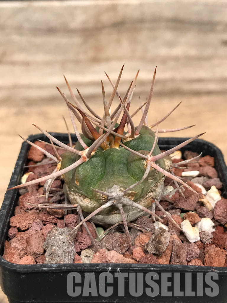 SHPR5148 Gymnocalycium oenanthemum - immagine 2