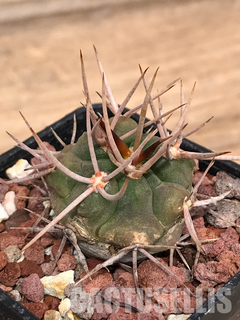 SHPR5148 Gymnocalycium oenanthemum - immagine 3
