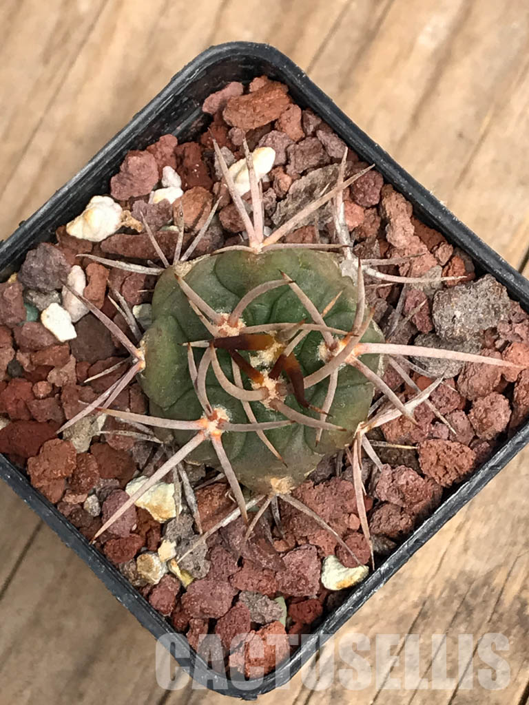 SHPR5148 Gymnocalycium oenanthemum