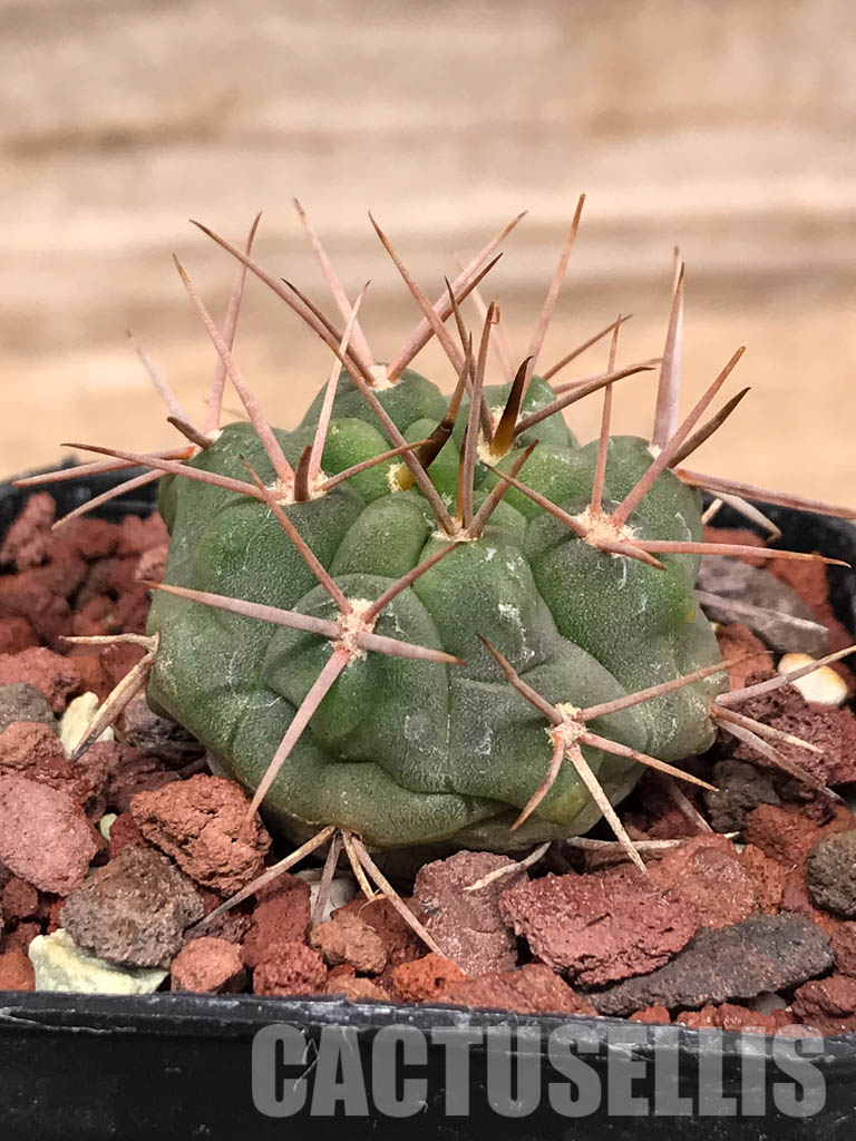 SHPR5149 Gymnocalycium oenanthemum - Image 2