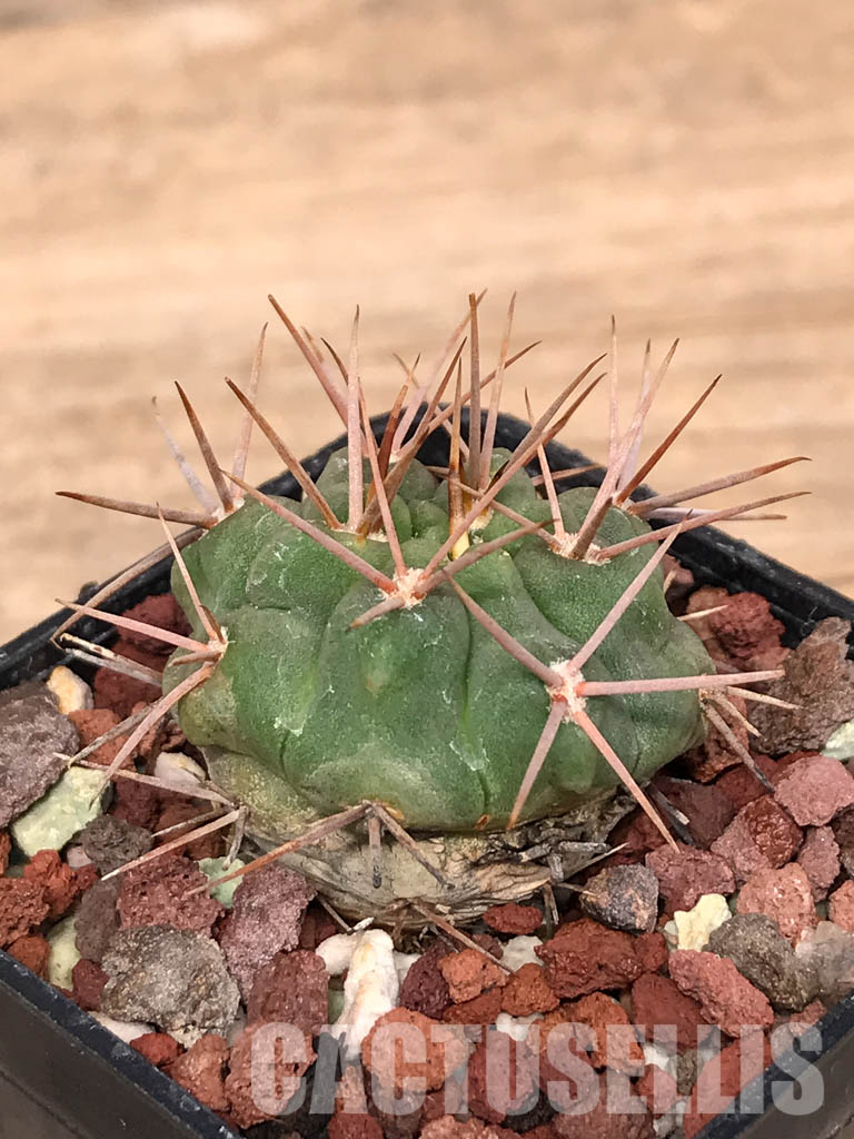 SHPR5149 Gymnocalycium oenanthemum - Image 3