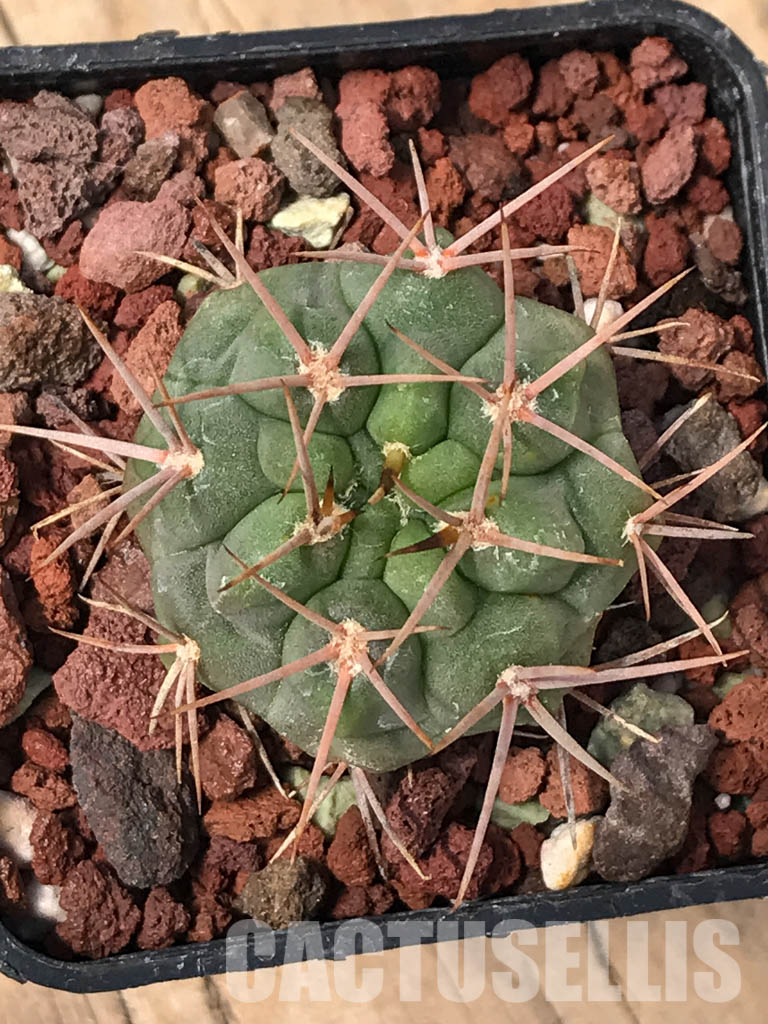 SHPR5149 Gymnocalycium oenanthemum