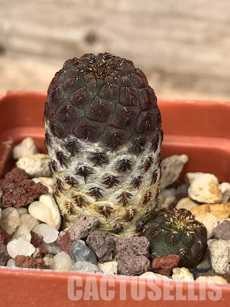 SHPR5151 Sulcorebutia rauschii JO 642, E Zudanez, Chiquisaca, 2850m, Bolivia - Image 2