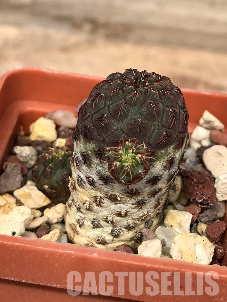 SHPR5151 Sulcorebutia rauschii JO 642, E Zudanez, Chiquisaca, 2850m, Bolivia - Image 3