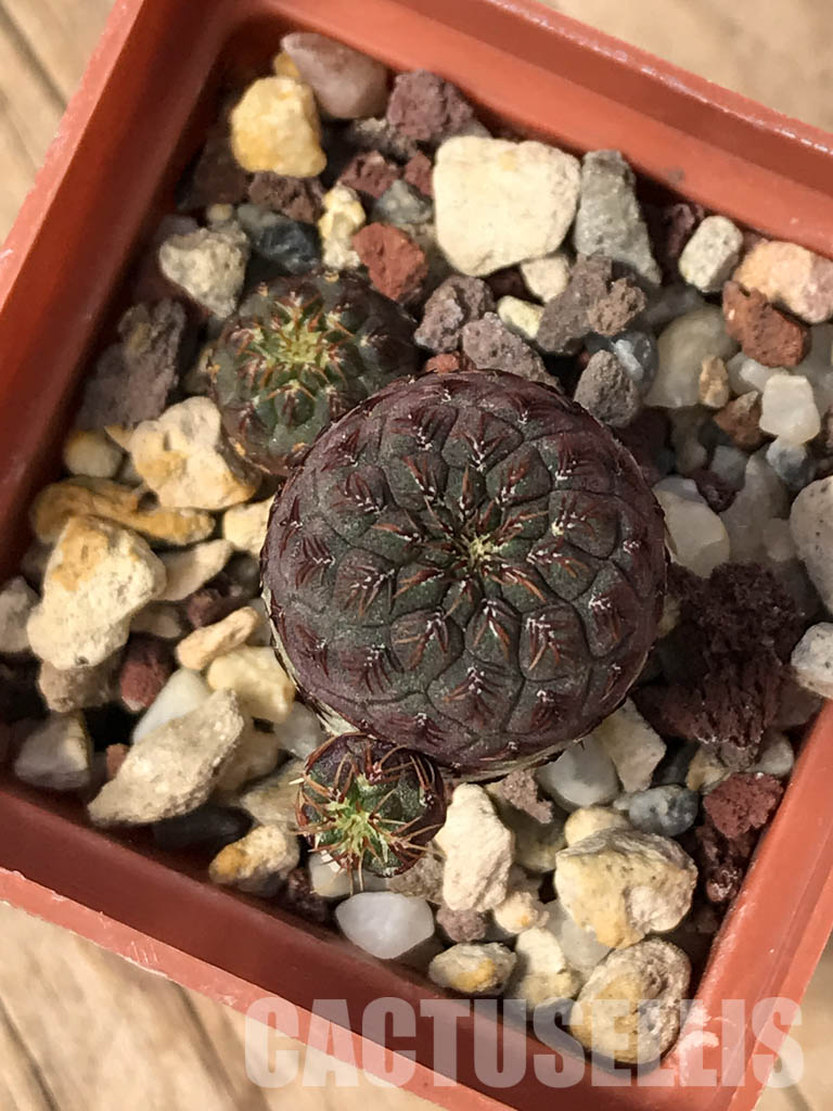 SHPR5151 Sulcorebutia rauschii JO 642, E Zudanez, Chiquisaca, 2850m, Bolivia - Image 4