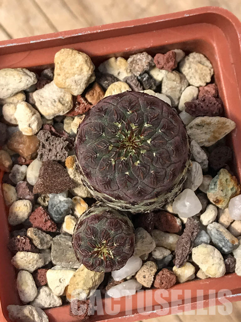 SHPR5151 Sulcorebutia rauschii JO 642, E Zudanez, Chiquisaca, 2850m, Bolivia