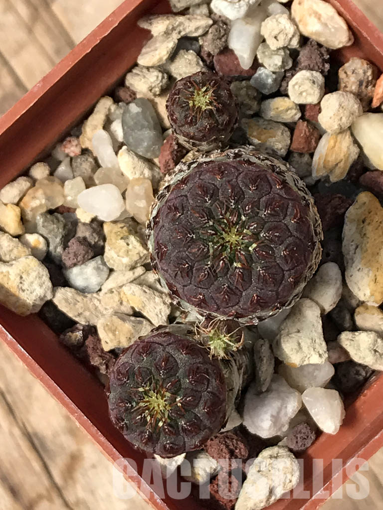 SHPR5151 Sulcorebutia rauschii JO 642, E Zudanez, Chiquisaca, 2850m, Bolivia - Image 6