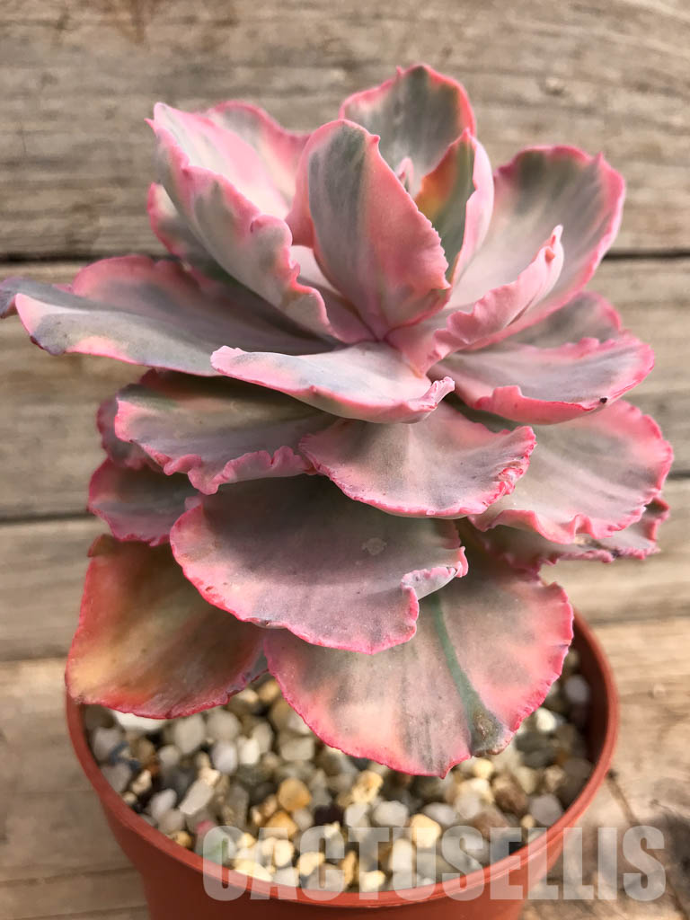 SHPR5159 Echeveria ' Chantilly' Mutation - Image 2