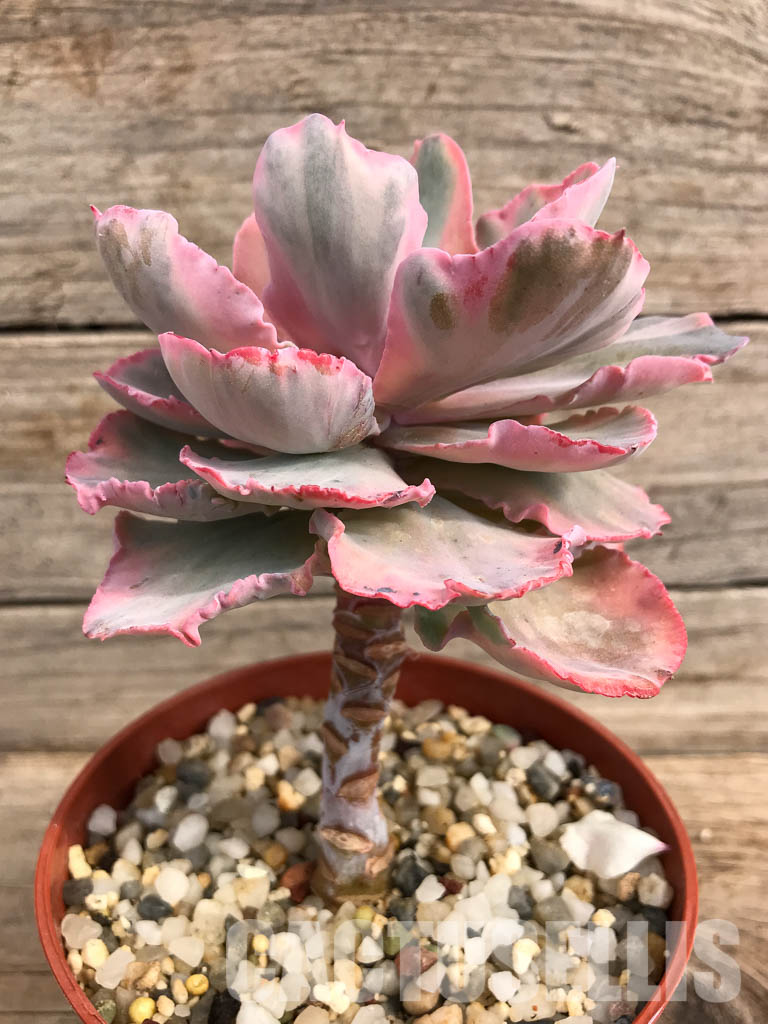 SHPR5159 Echeveria ' Chantilly' Mutation - Image 3