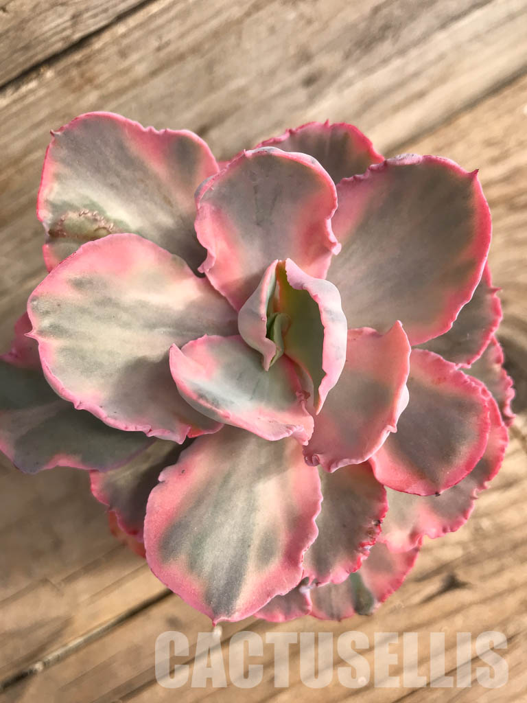 SHPR5159 Echeveria ' Chantilly' Mutation