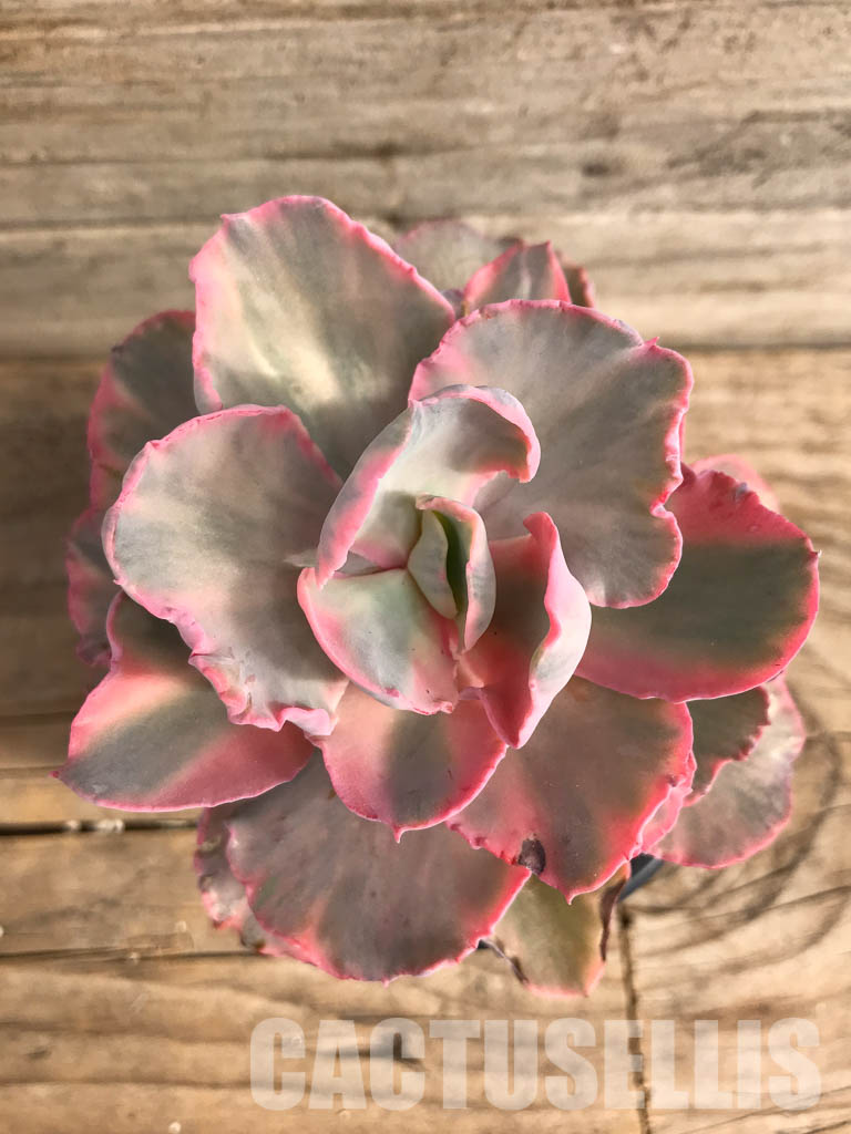 SHPR5159 Echeveria ' Chantilly' Mutation - Image 5