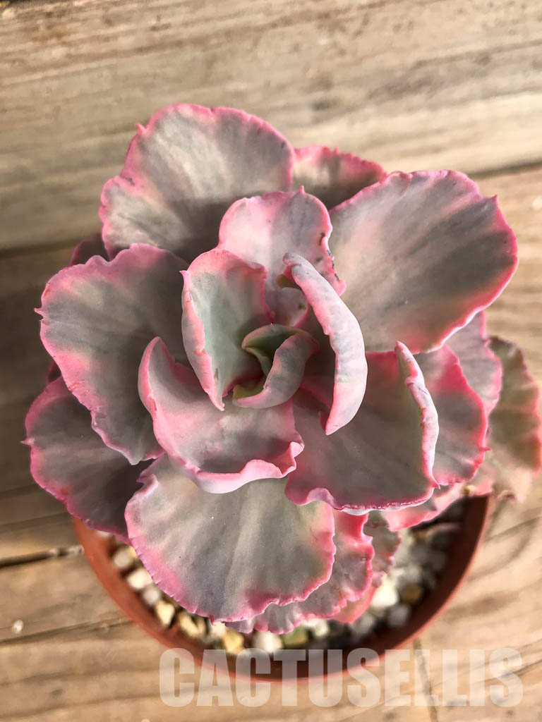 SHPR5159 Echeveria ' Chantilly' Mutation - Image 6