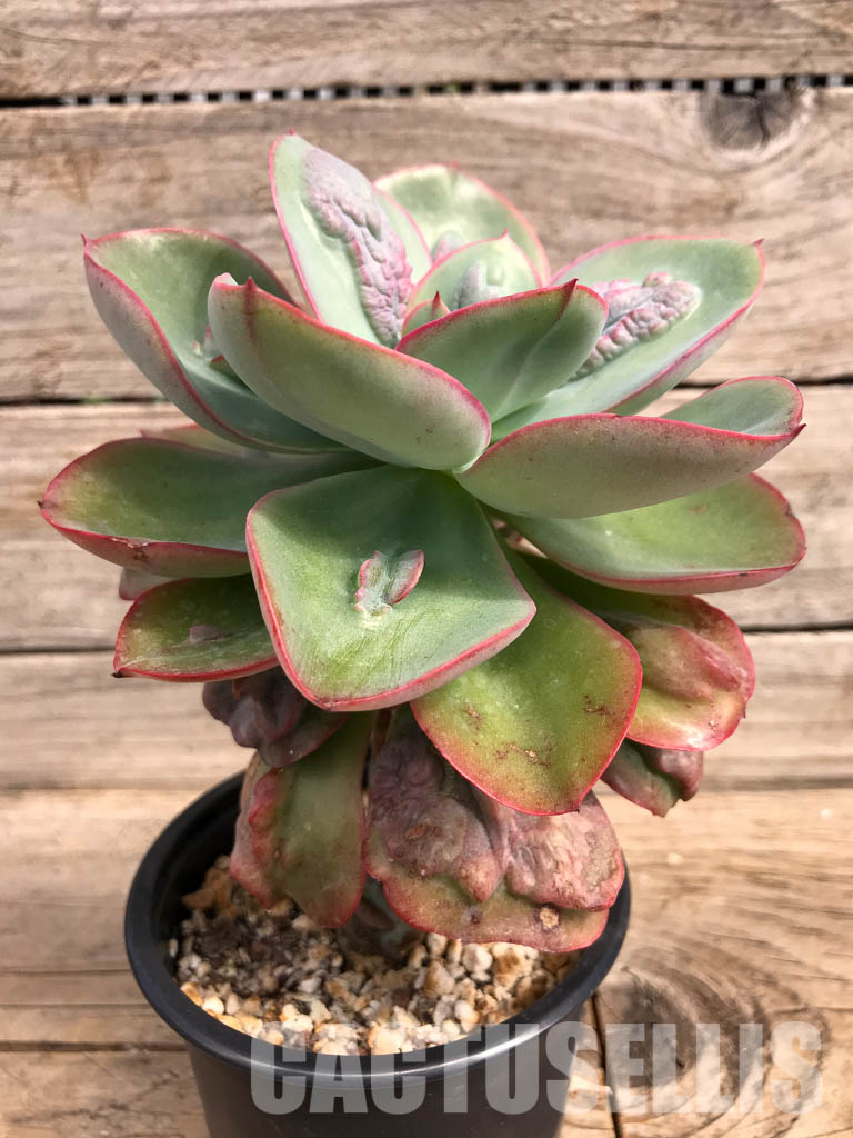 SHPR5166 Echeveria 'Baron Bold' - Зображення 2