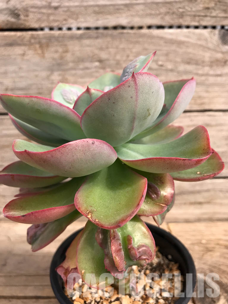 SHPR5166 Echeveria 'Baron Bold' - Зображення 3