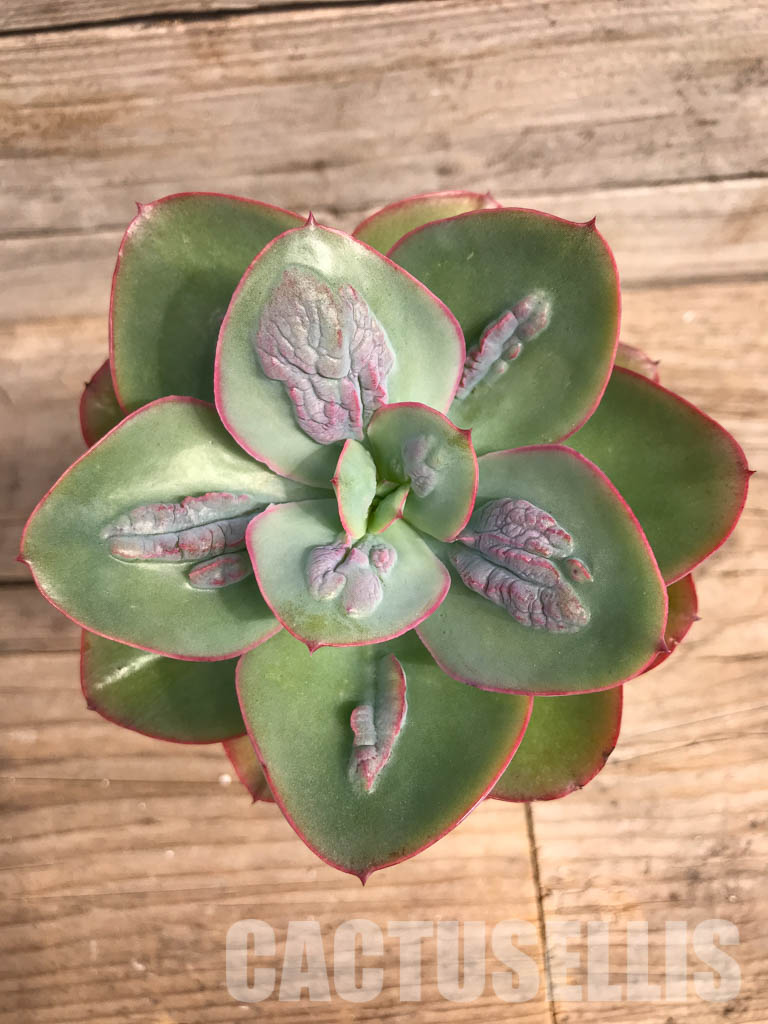 SHPR5166 Echeveria 'Baron Bold' - Зображення 4