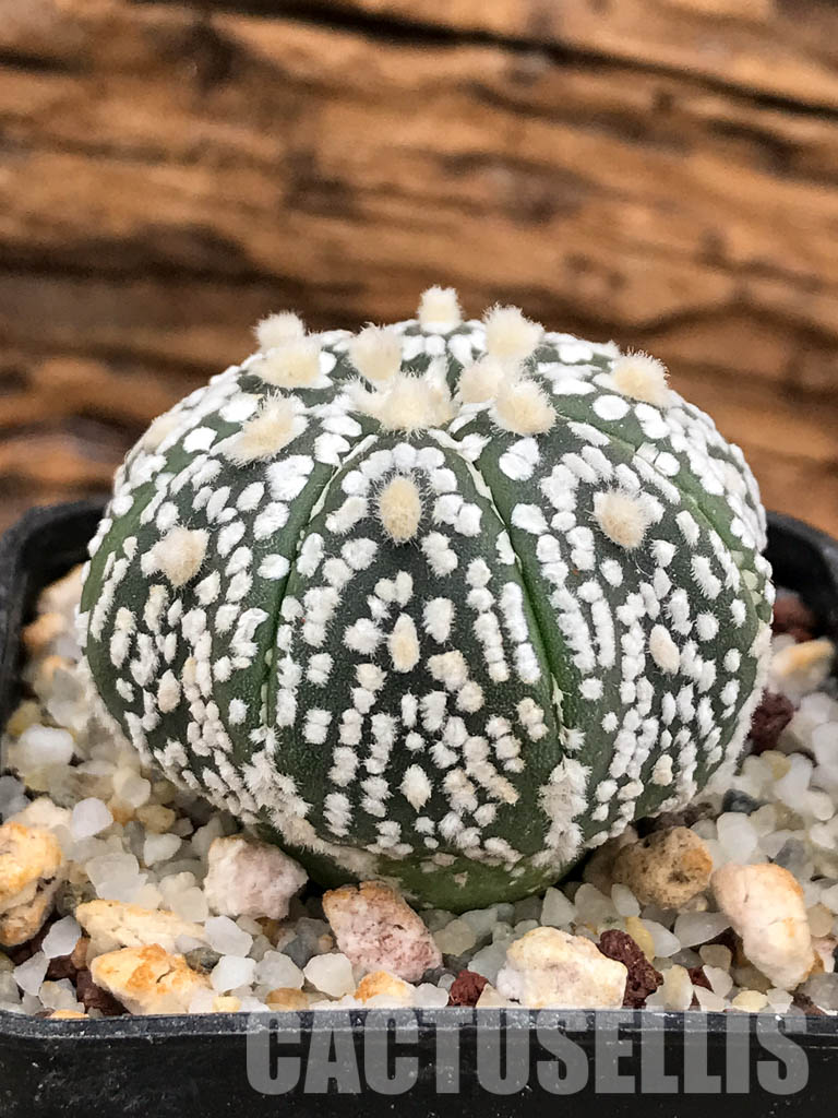 SHPR5178 Astrophytum asterias cv. Superkabuto - Image 2