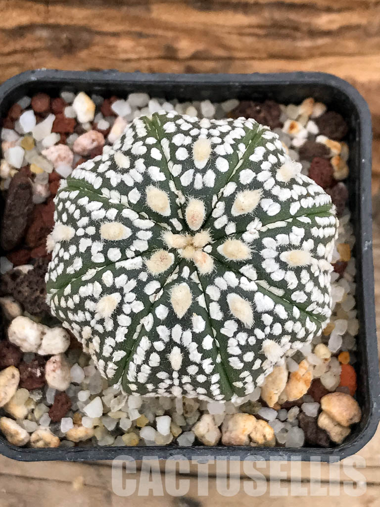 SHPR5178 Astrophytum asterias cv. Superkabuto