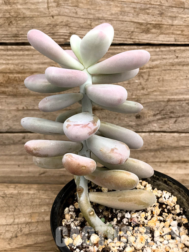 SHPR5244 Graptopetalum amethystinum - Image 2