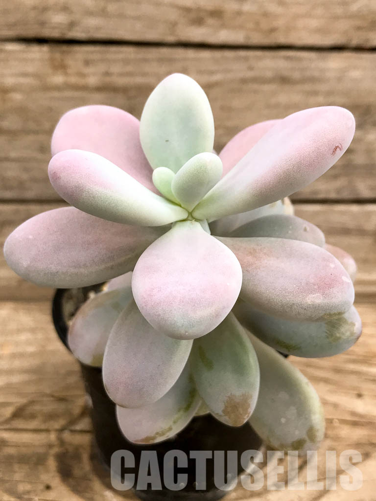 SHPR5244 Graptopetalum amethystinum - Image 3