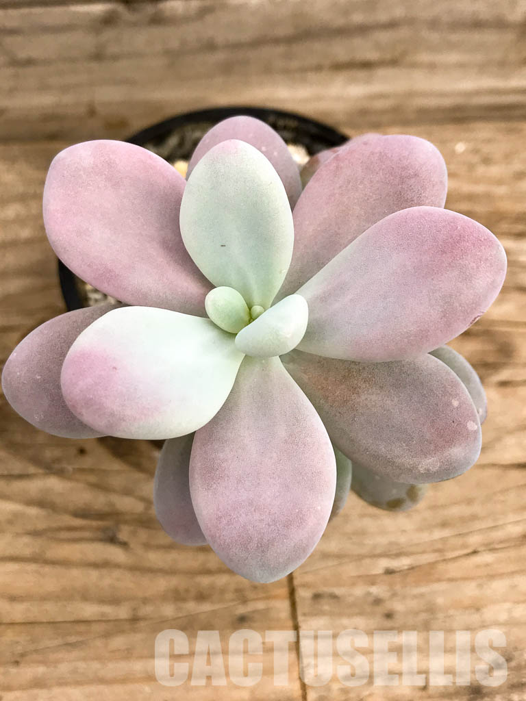 SHPR5244 Graptopetalum amethystinum - Image 4