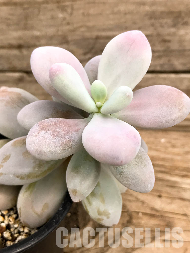 SHPR5244 Graptopetalum amethystinum - Image 5