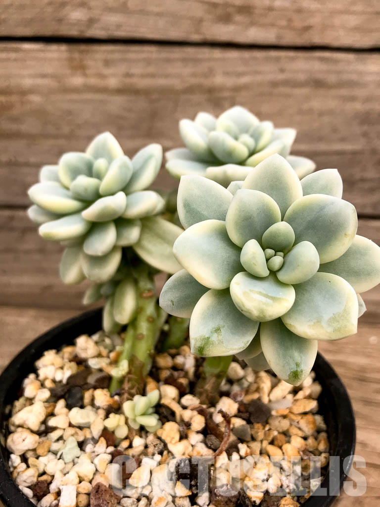 SHPR5248 Sedum clavatum f.variegata - Image 2