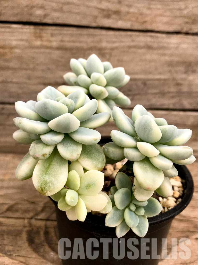 SHPR5248 Sedum clavatum f.variegata - Image 3