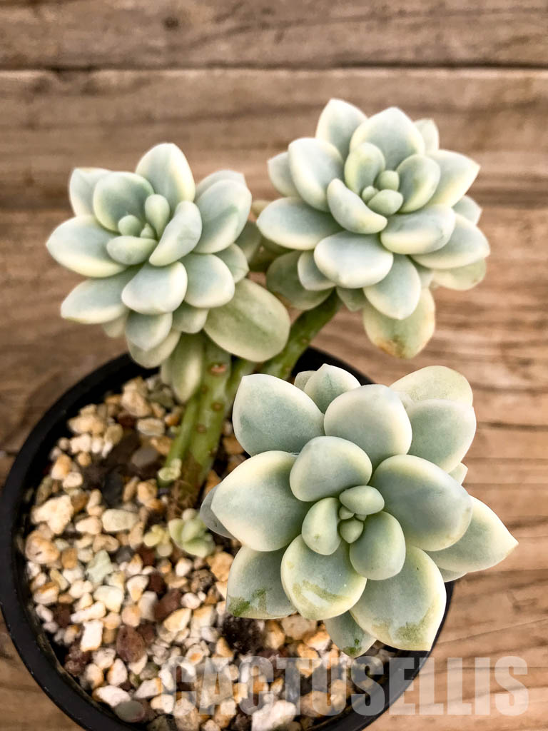 SHPR5248 Sedum clavatum f.variegata - Image 4