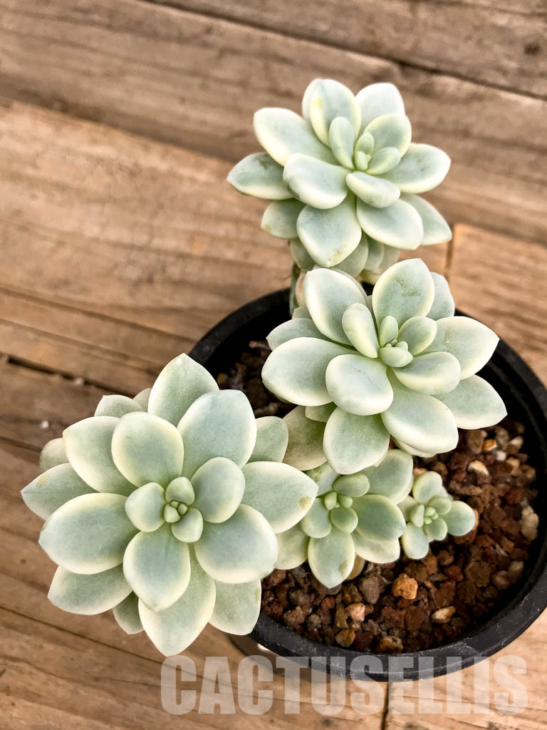 SHPR5248 Sedum clavatum f.variegata - Image 5