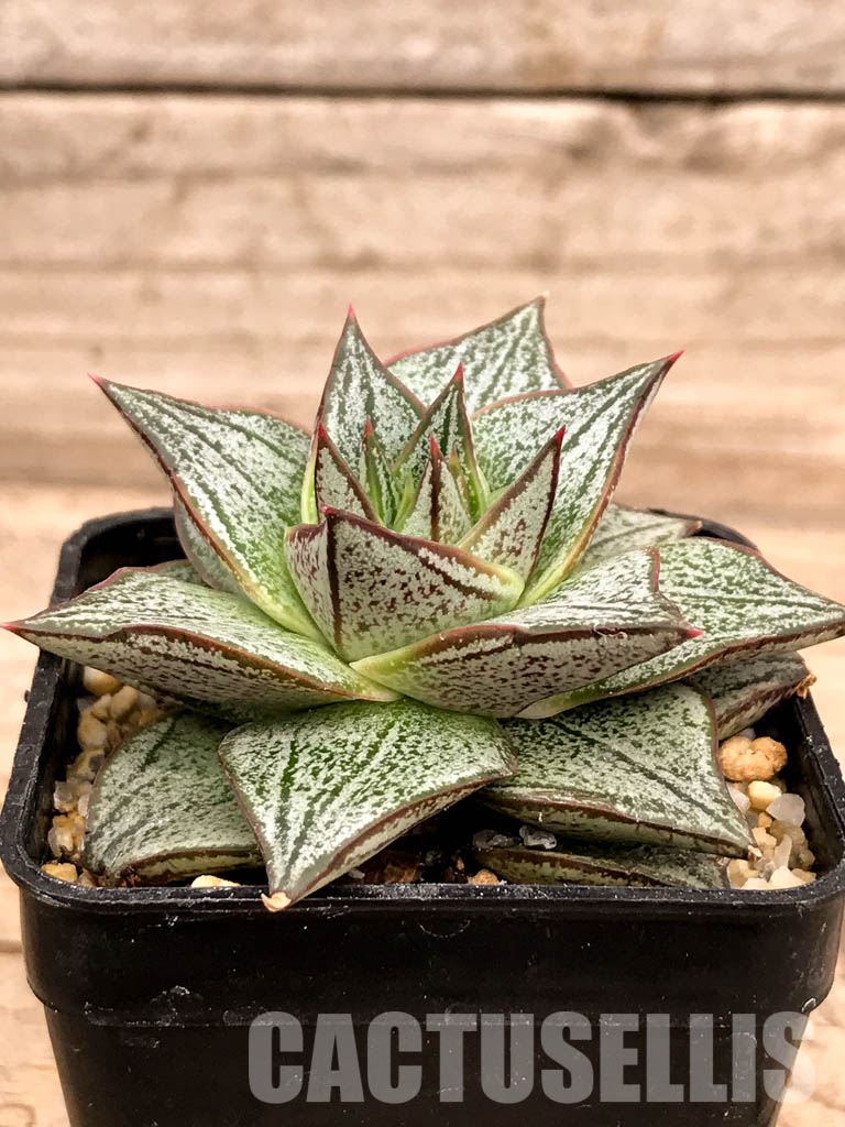 SHPR5256 Echeveria spp. - Image 2