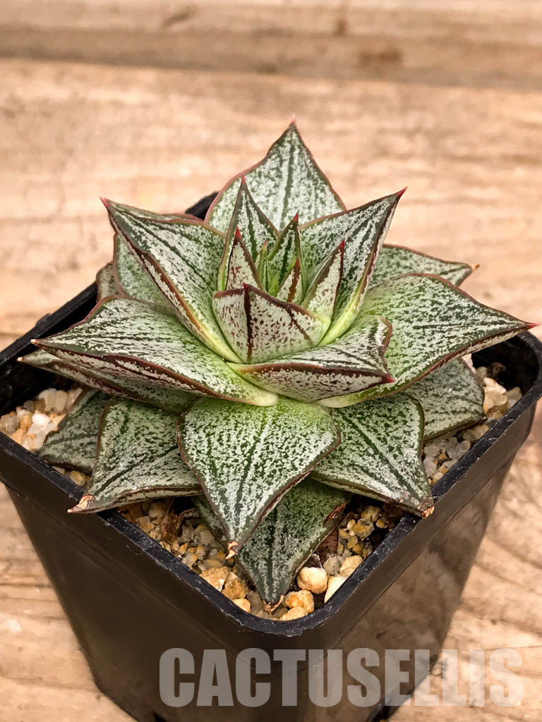 SHPR5256 Echeveria spp. - Image 3