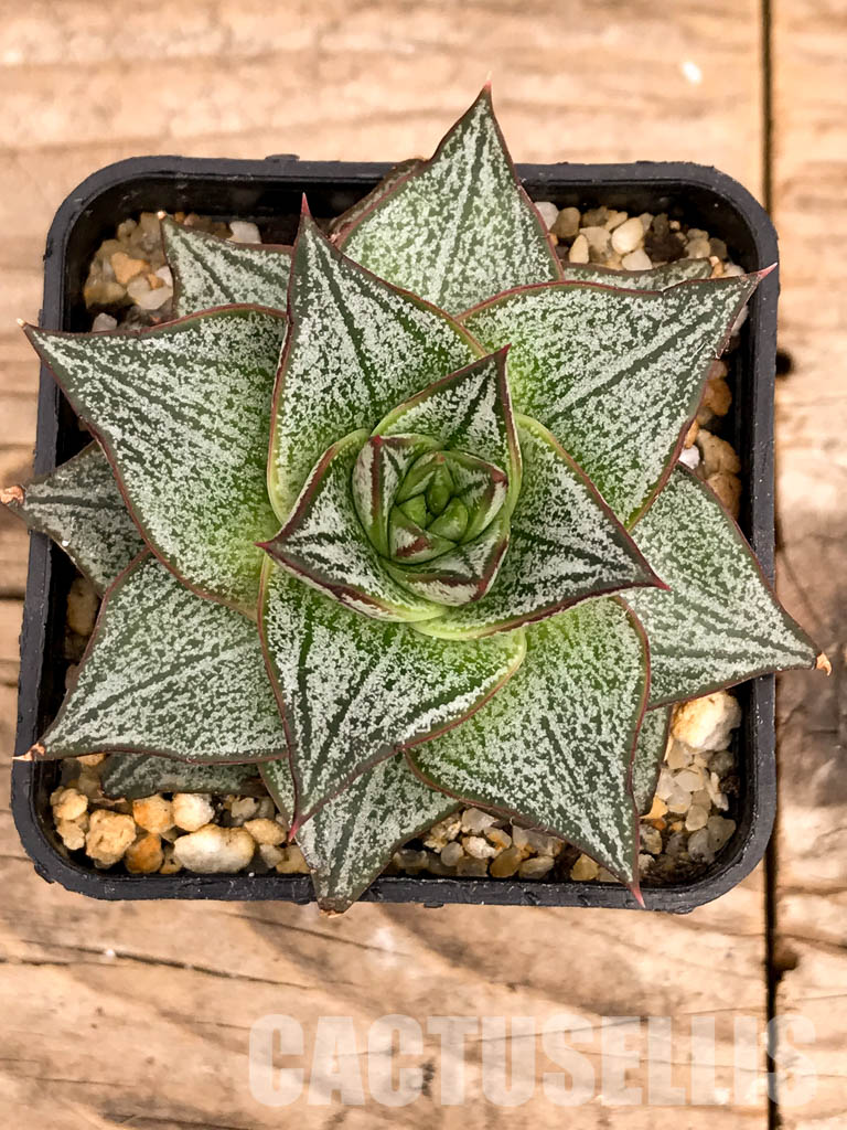 SHPR5256 Echeveria spp.